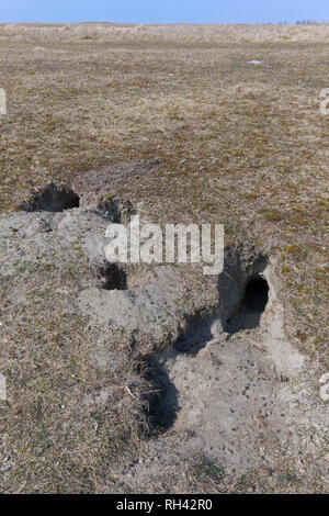 European rabbit (Oryctolagus cuniculus) entrances to burrow / warren in grassland Stock Photo