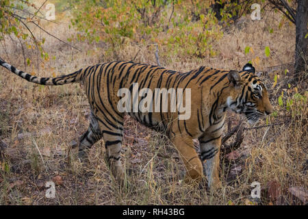 On a beautiful evening A young and beautiful tigress roaming around in her territory at Ranthambore Tiger Reserve, India Stock Photo