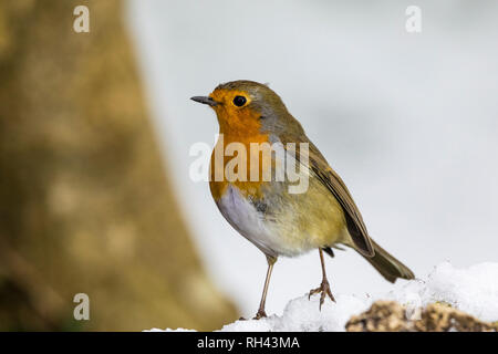 Robin in the winter snow in mid Wales Stock Photo