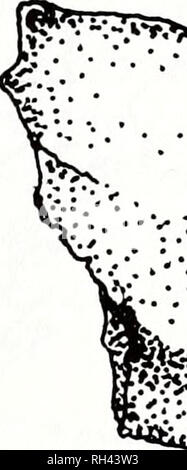 . Brimleyana. Zoology; Ecology; Natural history. Fig. 5. Right ilium in lateral view of Rana pipiens group frog (USNM 404736) from Unit W3. Line equals 5 mm.. frCTBBSjWgSM â 'y-:M:Z {g^TÂ»y/roWtoWa;yÂ«^ Fig. 6. Third right costal in dorsal view of Chrysemys picta Schneider (USNM 404721) from Unit W2 (?) or W4 (?). Line equals 10 mm. Deposits associated with the early history of Lake Totten (ca. 14,000 to 12,000 B.P.) include ostracods, pelecypods, gastropods, fish, and mammal remains as well as those of Cryptobranchus alleganiensis, Bufo woodhousei fowled, Chelydra serpentina, and (?) Chrysem Stock Photo