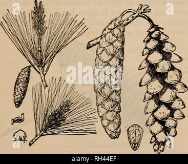 . Brief instructions to Massachusetts Forest Wardens. Forests and forestry; Forestry law and legislation. MASSACHUSETTS FOREST TREES White Pine — Concluded from three to five inches in length, bluish-green on the upper surface and whitish on the under. The cone is cylindrical and from four to six inches in length. The seeds are small and winged. The cones open early in September of their second season. The wood is very useful. It is light in color, light in weight, durable, except when in contact with the soil, and not easily warped by the sun. It supplies. WHITE PINE Embryo and Mature cones.  Stock Photo