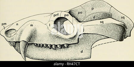 . Breviora. 1969 BRAZILIAN TRIASSIC CYNODONTS anteriorly, but the ...