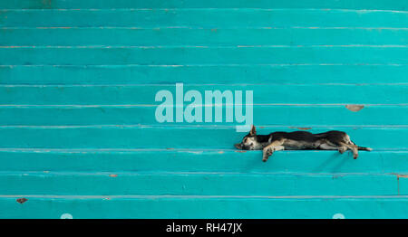 Lazy dog sleeping on colorful steps in Honduras. Stock Photo
