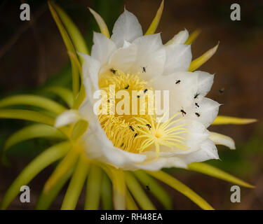 Beautiful big white dragonfruit flower being pollinated by Australian bees Stock Photo