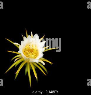 White flower of Dragonfruit over black background Stock Photo