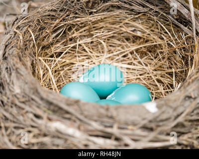 Robin's nest with four eggs: Four blue American Robin eggs in a well built nest of dried grasses and twigs. Stock Photo