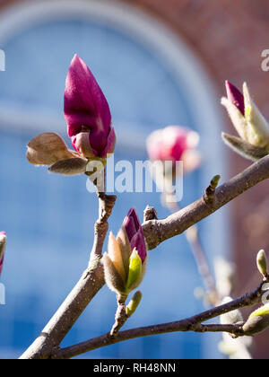 Flowering Magnolia buds in the spring: Springtime  purple flower buds on a magnolia tree in front of an arched window. Stock Photo