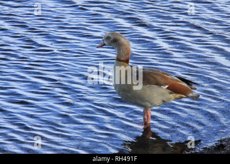 Egyptian Goose (Alopochen aegyptiaca) Stock Photo