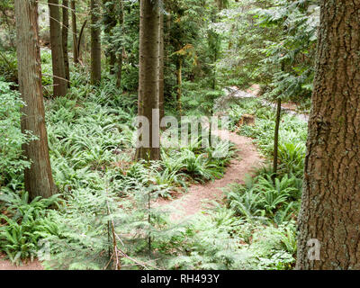 The Florest Floor: A small path winds through the fern covered floor of a mature west coast rain forest on the grounds of UBC. Stock Photo