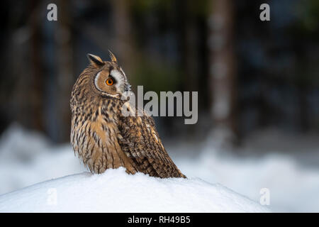 Long-eared owl in winter, Asio otus. Stock Photo