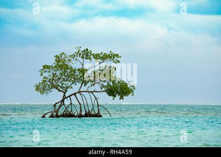 Single mangrove tree growing in the turquoise waters of the Caribbean sea off Roatan, Honduras. Stock Photo