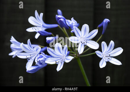 Agapanthus flowers of purply blue and white colouration against a dark background. Stock Photo