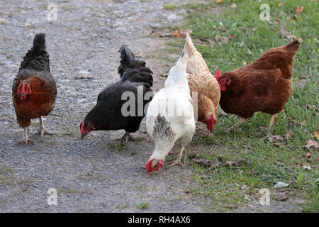 Free range chickens Stock Photo