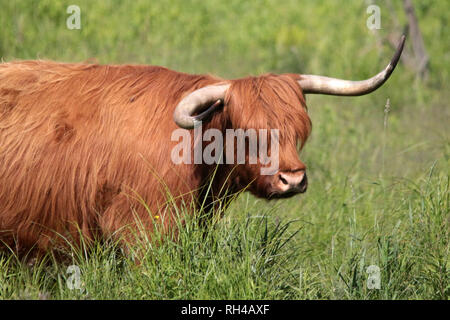 Long haired cattle 'Coos' in pond Stock Photo