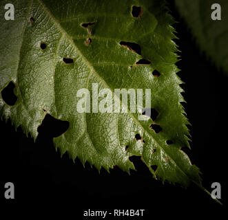 Grren leaf decaying with a black background Stock Photo