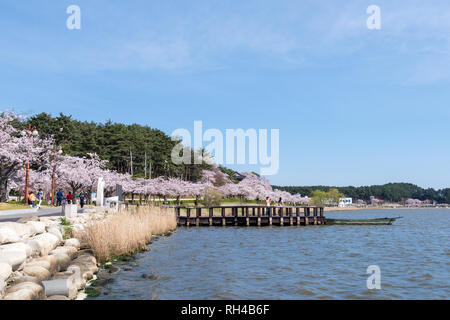 Cherry blossom park in Gyeongpodae lake, Gangneung city. Stock Photo