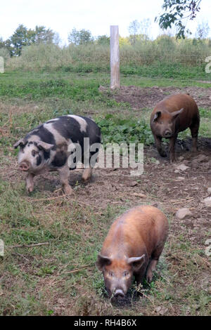 Domestic pigs on a farm Stock Photo