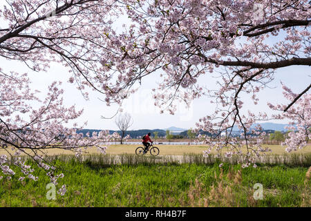 Cherry blossom park in Gyeongpodae lake, Gangneung city, Stock Photo