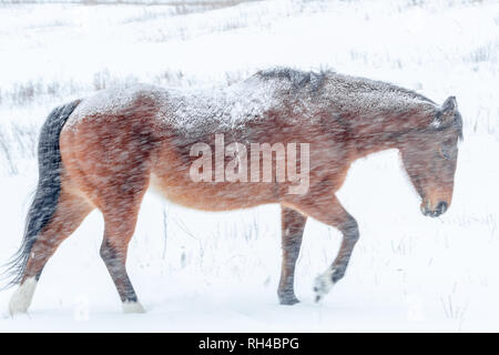 Side view: Brown, snow-covered horse plods forward in pasture, braving cold weather and driving snow during winter in southern Alberta, Canada Stock Photo