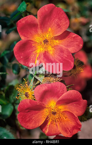 Rosa foetida var. bicolor; Juane Bicolor; Rosaceae; shurb; Hybrid foetida, Hybrid lutea; flower simple red and yellow Stock Photo