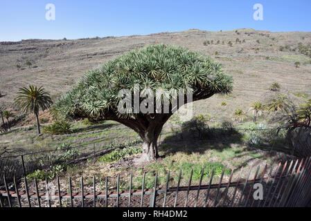 the only Dracaena tree El Drago on La Gomera, Canary Islands, Spain Stock Photo