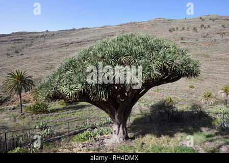 dry landscape with palms and the only Dracaena tree El Drago on La Gomera, Canary Islands, Spain Stock Photo