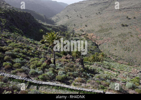 dry landscape with palms and the only Dracaena tree El Drago on La Gomera, Canary Islands, Spain Stock Photo