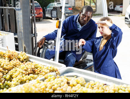 Two vineyard workers checking quality of delivered grapes harvest in truck Stock Photo