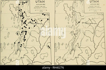 . Brigham Young University science bulletin. Biology -- Periodicals. BIOLOGICAL SERIES. VOL. 11, NO. 3 N.'TIVE TREES OF UTAH 15 UTAH OUTLINE MAP. Fig. 26. Crataegus rivularis Nun. and range province of western Utah and uncommon in the isolated ranges of southeastern Utah. Representative Specimens: Box Elder Co., Corinne, A. Wetmore 347, July 1. 1915 (US); Daggett Co., Sheep Creek. L. Williams 521. June 3, 1932 (UTC); Duchesne Co., Red Creek, EH. Graham 9448. June 27. 1935 (CM); Duchesne Co., Roan Plateau (west), J.A. Willev 24, Mav 23, 1918 (USPS); Millard Co., Canyon Mts., B.L. Robins 105, A Stock Photo