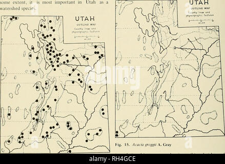 . Brigham Young University science bulletin. Biology -- Periodicals. 10 BRIGHAM YOUNG UNIVERSITY SCIENCE BULLETIN some extent, it is most important in Utah as a watershed species. UTAH OUTLINE MAP County linoB and. Fig. 14. Psctidotsiiga menziesii {Miib.) Franco Representative Specimens: Box Elder Co., Raft River Mts., K.S. Erdimn 1533, June 8, 1965 (Weber State College): Carbon Co., Roan Plateau (west), E.H. Graham 9642, July 13, 1935 (CM); Daggett Co., Flaming Gorge, L. Williams 494, June 2, 1932 (NY); Duchesne Co., Moon Lake, EH. Graham 9386, June 25, 1935 (CM); Garfield Co., Henry Mts., A/ Stock Photo