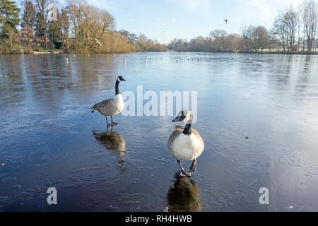 Canadian geese Branta canadensis standing on the ice of the frozen lake Winterley Pool near Sandbach in Cheshire England UK Stock Photo