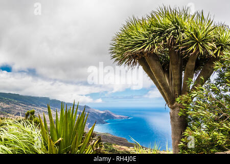 View from the Mirador de la Tosca along the north coast of La Palma, Canary Islands, Spain, with dragon tree (Dracaena draco) in foreground Stock Photo