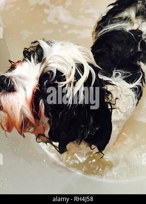 Lhasa Apso Bathtime Stock Photo