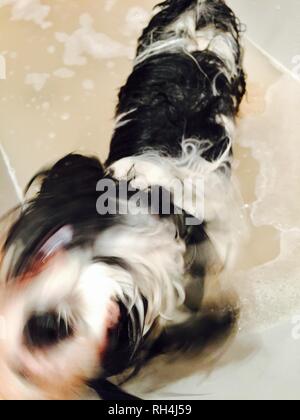Lhasa Apso Bathtime Stock Photo