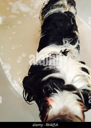 Lhasa Apso Bathtime Stock Photo