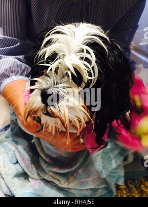 Lhasa Apso Bathtime Stock Photo