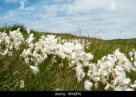 Fluffy white tufts of common cotton grass/ bog cotton blowing in the wind on a hillside in summer sunshine. Stock Photo