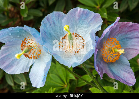 Three delicate flowers of the Himalayan Blue Poppy with variegated colouring from  pale blue to pink/ purple and contrasting bright orange stamen. Stock Photo