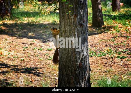 Fox squirrel (Sciurus niger) along the Jordan River Trail in Salt Lake City, Utah, also known as the eastern fox squirrel or Bryant's fox squirrel, th Stock Photo