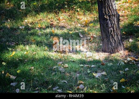 Fox squirrel (Sciurus niger) along the Jordan River Trail in Salt Lake City, Utah, also known as the eastern fox squirrel or Bryant's fox squirrel, th Stock Photo