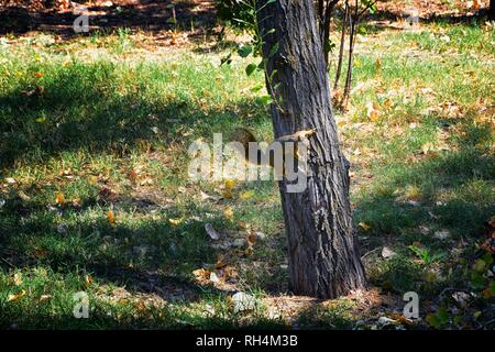 Fox squirrel (Sciurus niger) along the Jordan River Trail in Salt Lake City, Utah, also known as the eastern fox squirrel or Bryant's fox squirrel, th Stock Photo