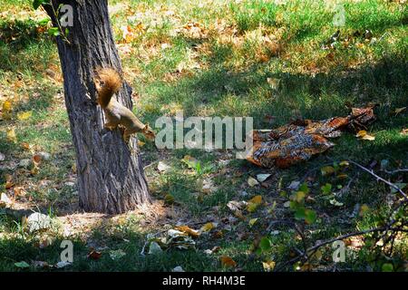 Fox squirrel (Sciurus niger) along the Jordan River Trail in Salt Lake City, Utah, also known as the eastern fox squirrel or Bryant's fox squirrel, th Stock Photo