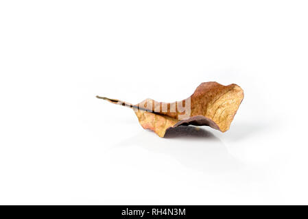 Autumn dry brown leaf lying on isolated white background. Stock Photo