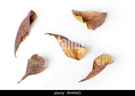 Autumn dry brown leaf lying on isolated white background. Stock Photo