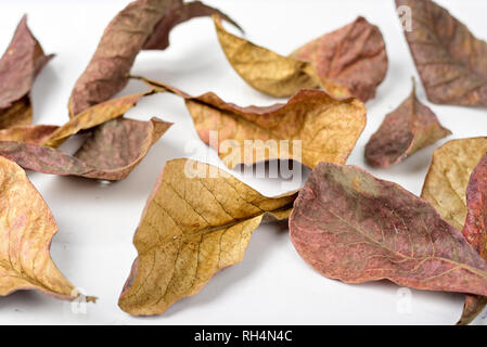 Autumn dry brown leaf lying on isolated white background. Stock Photo