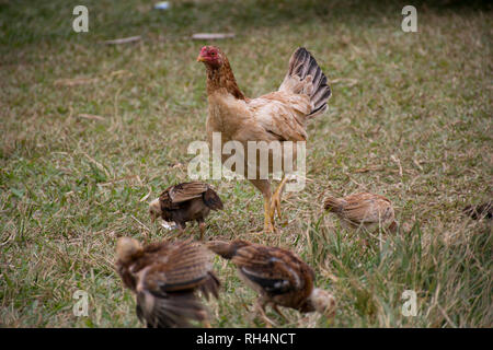 Chick and hen on the grass field Stock Photo