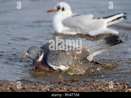 Wood Pigeon bathing and Black headed Gull Stock Photo