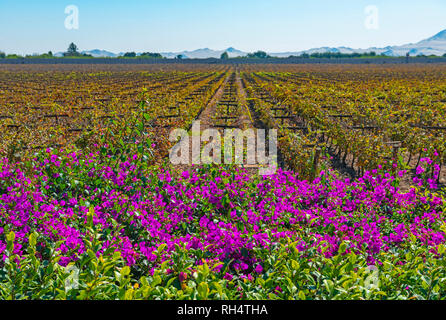 Colourful fuchsia or magenta bougainvillea flowers and vines in a winery of Ica used for the production of quality wines, pisco and champagne, Peru. Stock Photo