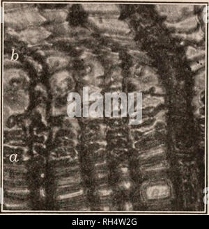 . Botany for secondary schools; a guide to the knowledge of the vegetation of the neighborhood. Plants. THE BARK 293. 403. Cambium tissue a-b, in larch, May 20. Lower quarter, cells of old xylem. Upper quarter, cells of old phloem. Diameter increase just about to begin. Medullary rays are shown. Magnification 500 times. 497. Bark.—In most woody plants, that part of the stem which is outside the cambium ring is called bark. At first it contains the epidermis or outer layer of cells, the phloem and the cortex lying between the epidermis and the phloem. The gradual growth of the stem causes the o Stock Photo