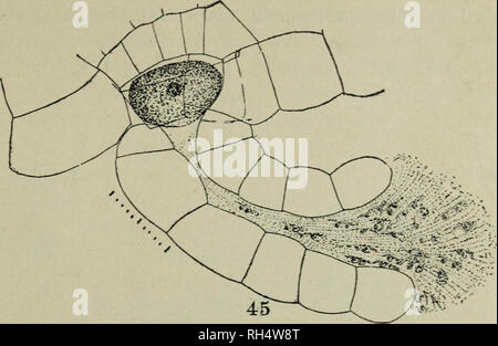 . Botany for high schools. Botany. FERNS 337 506. Development of the embryo fern plant.—The ferti- lized egg is the beginning of the second generation or spore plant /. Fig. 318. Mature and open archegonium of fern (Adiantum cuneatum) with sperms making their way down through the sUme to the egg. (sporophyte), which is the fern plant as we know it. The egg divides by successive divisions, first into two cells and then into four. These four cells, or quad- rants of the embryo, give rise to four parts of the embryo. The anterior upper quadrant gives rise to the stem, the anterior lower one to th Stock Photo